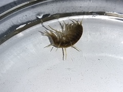 Gammarus lacustris