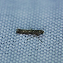Neurobathra strigifinitella