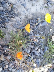Papaver schamurinii