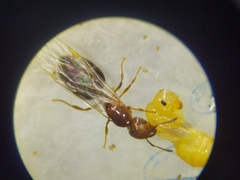 Crematogaster rogenhoferi