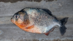 Pygocentrus nattereri