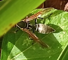Polistes pacificus