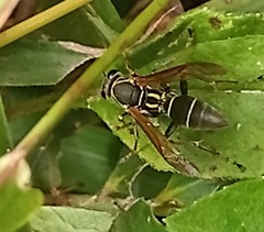 Polistes pacificus