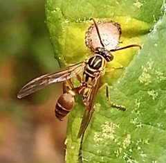 Mischocyttarus angulatus