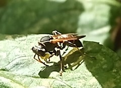 Polistes pacificus