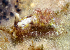 Goniodoris