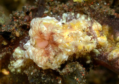 Goniodoris