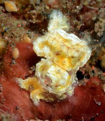 Goniodoris