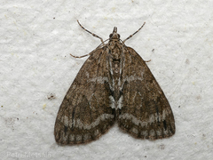 Hydriomena impluviata