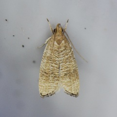 Psilocorsis cryptolechiella