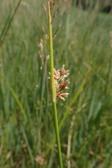 Schoenoplectus muricinux