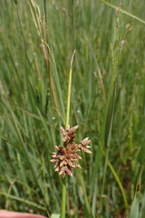 Schoenoplectus muricinux