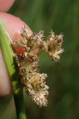 Schoenoplectus muricinux