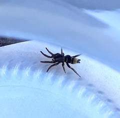 Latonigena auricomis