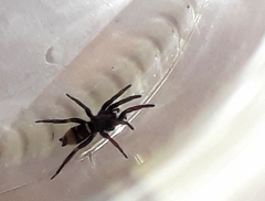 Latonigena auricomis