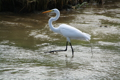 Ardea alba