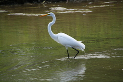 Ardea alba