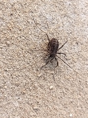 Phalangiidae