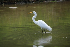 Ardea alba