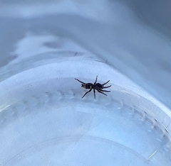 Latonigena auricomis
