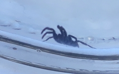 Latonigena auricomis