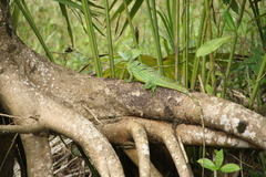 Basiliscus plumifrons