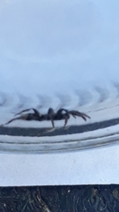 Latonigena auricomis