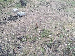 Sciurus vulgaris