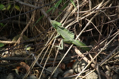 Basiliscus plumifrons