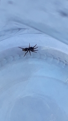 Latonigena auricomis