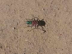 Cicindela coerulea nitida