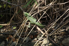 Basiliscus plumifrons