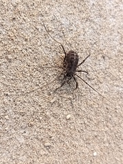 Phalangiidae