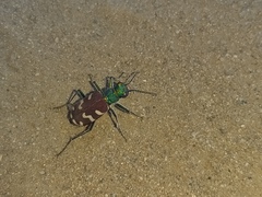 Cicindela coerulea nitida