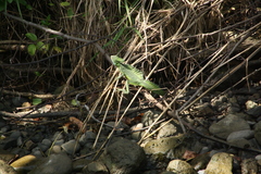 Basiliscus plumifrons