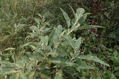 Solanum lichtensteinii