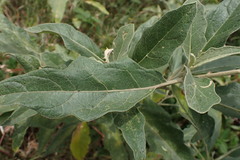 Solanum lichtensteinii