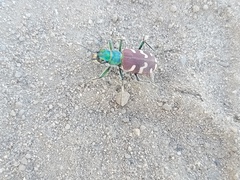 Cicindela coerulea nitida
