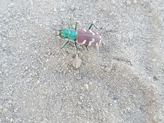 Cicindela coerulea nitida
