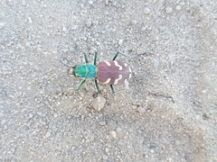 Cicindela coerulea nitida