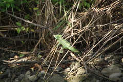 Basiliscus plumifrons