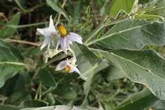 Solanum lichtensteinii