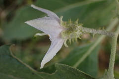 Solanum lichtensteinii