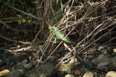 Basiliscus plumifrons