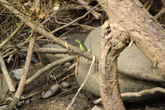 Basiliscus plumifrons