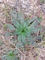 Plantago serraria