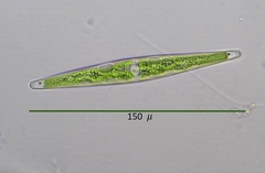 Closterium rectimarginatum
