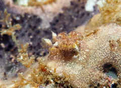 Goniodoris