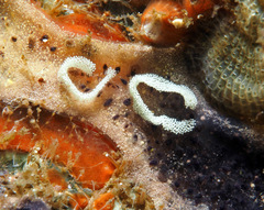 Goniodoris