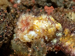Goniodoris